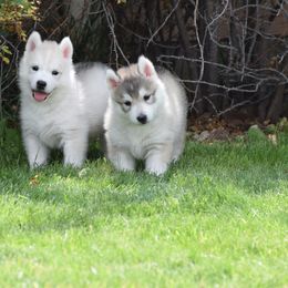 Siberian Husky Puppies from Pachodi Kennels