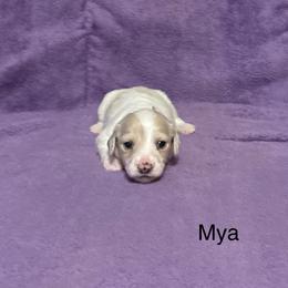 Mya - Cream female Dachshund puppy in Poteau, Oklahoma from Lady Maye Dachshund's