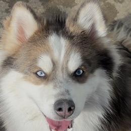Pomskies from True North Pomskies