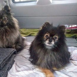 Pomeranians from Panache Pomeranians