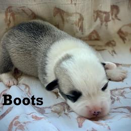 Boots - White and fawn male Pembroke Welsh Corgi puppy in Woodland, Washington from MB Acres Corgis