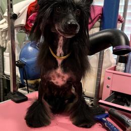 Chinese Crested puppies from Ariella Standard Poodles & Chinese Cresteds