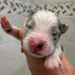 Justice - Blue merle male Miniature Australian Shepherd puppy in Taylor, Arizona from Holy Ghost Ranch, Inc