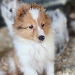 Maize - Sable merle and white female Shetland Sheepdog puppy in Weedsport, New York from M&M Shelties and Smooch-A-Bulls English Bulldogs