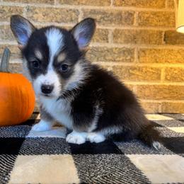 Reserved for kiara - Black and tan male Pembroke Welsh Corgi puppy in Mcarthur, Ohio from Bentley Corgis LLC
