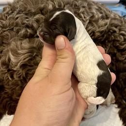 Australian Labradoodle Puppies from Fancy Pants Labradoodles