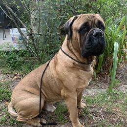 Dante - Bullmastiff