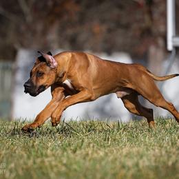 Rhodesian Ridgeback All Grown Up from Celtic Lore Ridgebacks