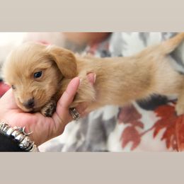 Dachshund Puppies from Purpleheartdoxies
