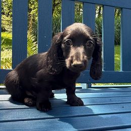 Andy - Black male Dachshund puppy in Coopersburg, Pennsylvania from Barks and Burrows