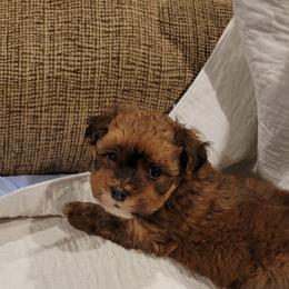 Handsome - Black and white male Havanese puppy in Tarrant County, Texas from Jerico Havanese