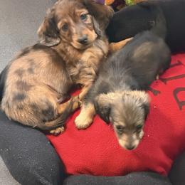 Cena - Red male Dachshund puppy in Tampa, Florida from EntityDachs