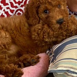 Goldendoodle Puppies from My Darlin Doodles