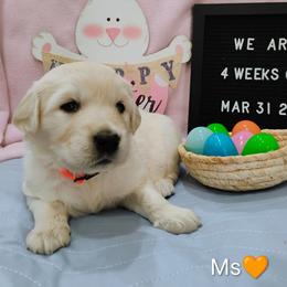 Orange collar girl - Light golden female Golden Retriever puppy in Rochester, Washington from Grand Mound Goldens