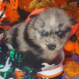 Zephyr - Merle male Pomsky puppy in Spring Hill, Florida from PDQ Pomskies