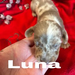 Luna - Fawn (isabella) and tan female Dachshund puppy in Lexington, Oklahoma from Terry's Dachshunds (BooneDox Mini Dachshunds)