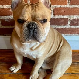 Doberman Pinscher, French Bulldog, and Newfoundland Puppies from Boxed-N-Ranch