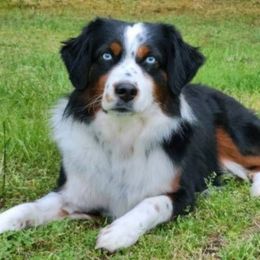 Nosh - Australian Shepherd