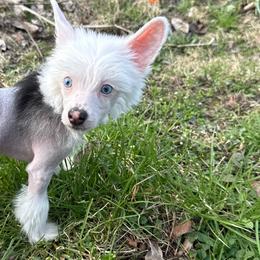 Lightning - Black and white female Chinese Crested puppy in Dresden, Ohio from JJ’s Pawz and Clawz