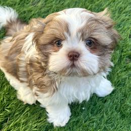 Boy 1 - Tricolor male Shih Tzu puppy in Silver Spring, Maryland from Saraya’s Shih Tzus