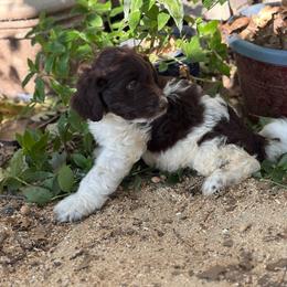 Topaz - Chocolate male Labradoodle puppy in Somerset, California from Annie’s Animals