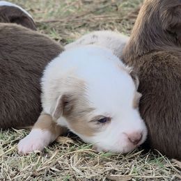 Hendrix - Red merle male Miniature American Shepherd puppy in Leonard, Texas from Tin Roof Aussies