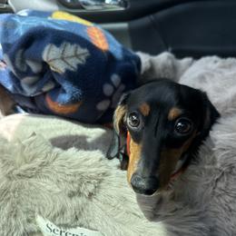 Dolly - Black and tan female Dachshund puppy in North Fort Myers, Florida from Trust Fund Devil Kennel