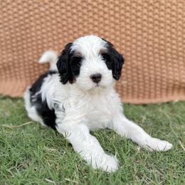 Wormtail - Tri-color male Bernedoodle puppy in Apache Junction, Arizona from Coffey House Doodles