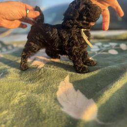 Noelle - Silver female Poodle puppy in Anderson, South Carolina from Stephanie’s Signature Poodles inspired by Sherry Lynn LLC