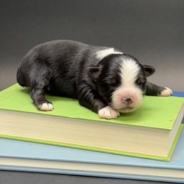 Maverick - Black tri male Miniature Australian Shepherd puppy in Covington, Pennsylvania from Rigas Mini Aussies LLC