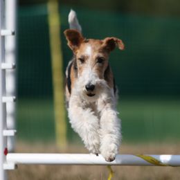 Wire Fox Terriers from Terra