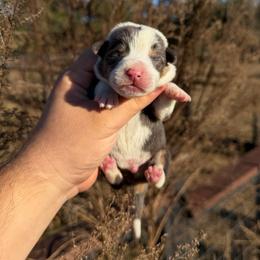 Voss - Blue male Pembroke Welsh Corgi puppy in Inverness, Florida from Canaan Farm Corgis