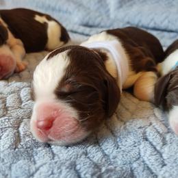 Theodore - Tri-Roan male English Springer Spaniel puppy in Kingsport, Tennessee from Leandra's English Springer Spaniels