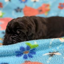 Lime - Black male Cane Corso puppy in Paris, Texas from Knucklehead Cane Corso