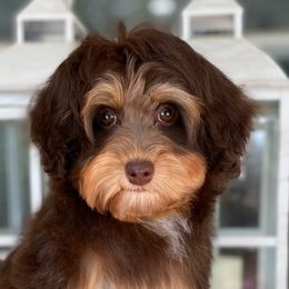 Girl 3 - Australian Labradoodle puppy in Lithia, Florida from Simply Trained