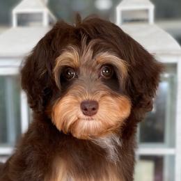 Girl 3 - Australian Labradoodle puppy in Lithia, Florida from Simply Trained