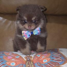 Hunnibunnies reese - Chocolate and tan male Pomeranian puppy in Cleveland, Ohio from Hunnibunnies