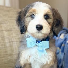 Enzo - Tri-color male Bernedoodle puppy in Yuciapa, California from AlltheDoodlez_