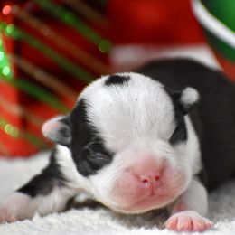 Blessing - Black and white female Boston Terrier puppy in Gober, Texas from Trigger Time Kennels