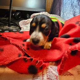 Dachshund Puppies from Randal Hunke