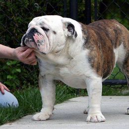 English Bulldog All Grown Up from Michaeline Jablonski