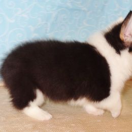 Australian Cattle Dog and Pembroke Welsh Corgi Puppies from Heelers in Texas