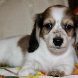 Aster - Piebald male Dachshund puppy in Roanoke, Alabama from J&E Dachshunds