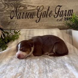 Huck - White and red male Border Collie puppy in Moody, Texas from Narrow Gate Farm