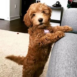 Goldendoodle Puppies from Doodles of NC