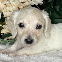 Coral - Cream female Dachshund puppy in Lakeland, Florida from Buckwild Doxies