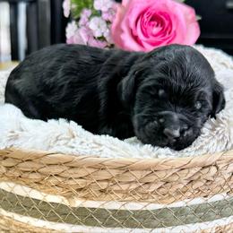 Cookie- Purple Collar - Black female Goldendoodle puppy in Bay City, Texas from Charming Doods Goldendoodles