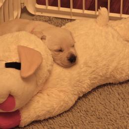 Labrador Retriever Puppies from Aisling Labradors of N.E. Florida