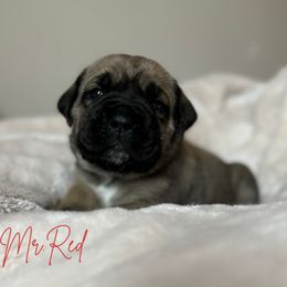 Cane Corso Puppies from Iron Will Cane Corso