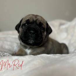 Cane Corso Puppies from Iron Will Cane Corso